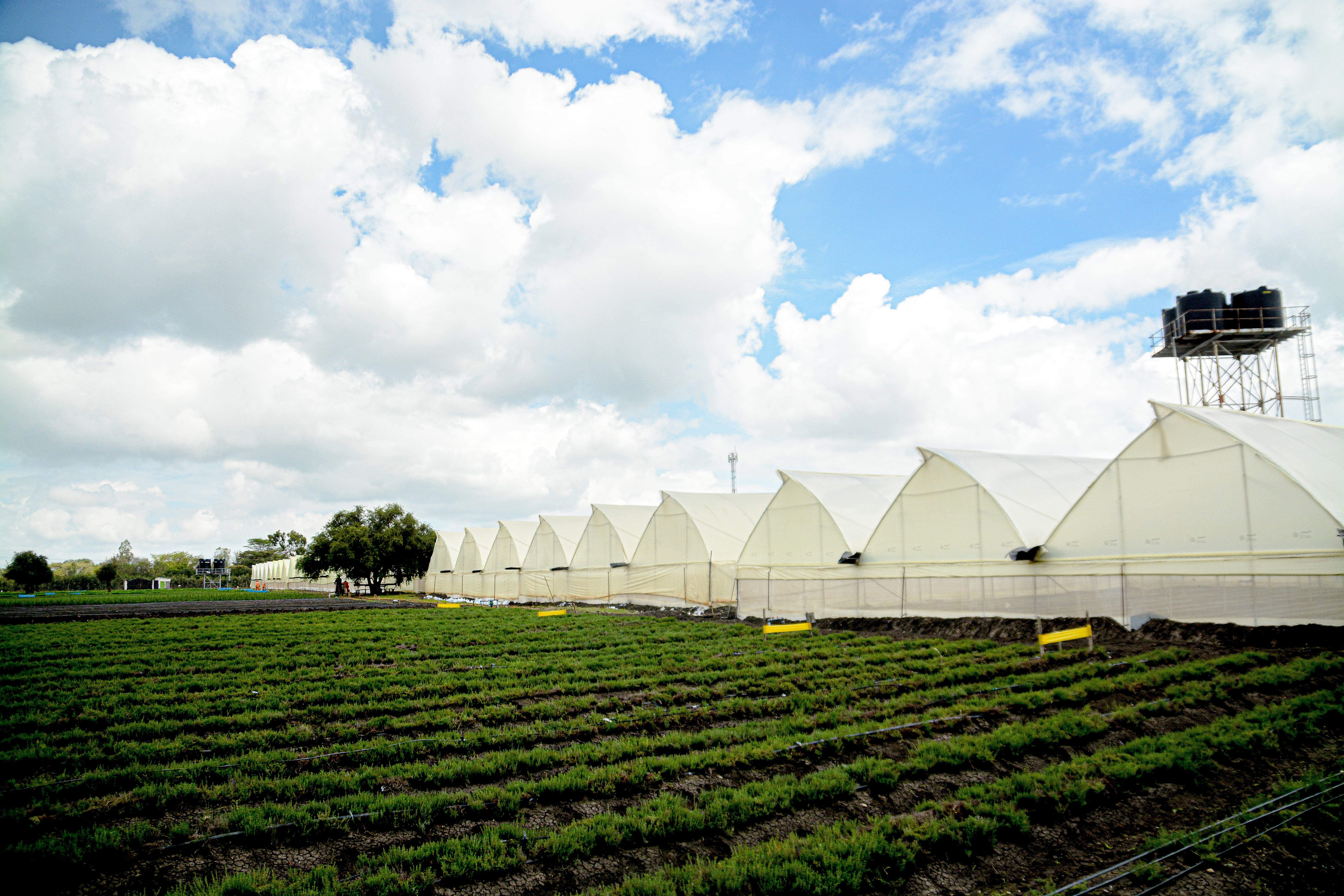 Kitengela Farm