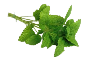 Lemonbalm