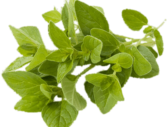 Fresh Oregano