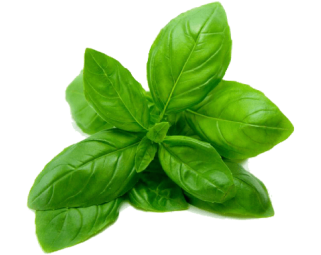 Fresh Basil