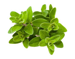 Fresh Marjoram