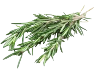 Fresh Rosemary
