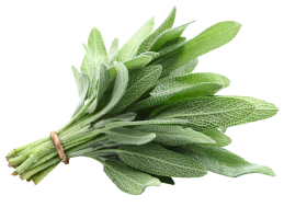 Fresh Sage